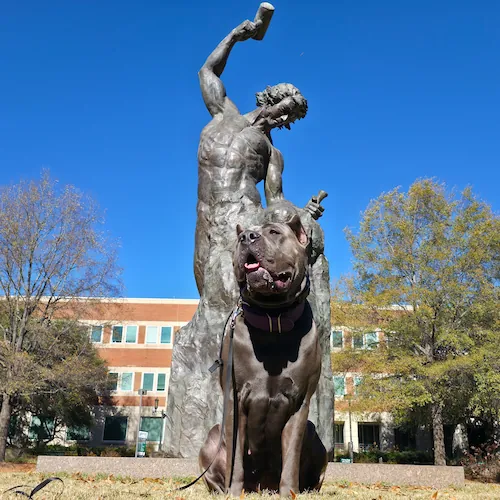Blue, personal dog of Newberry Dog Training
