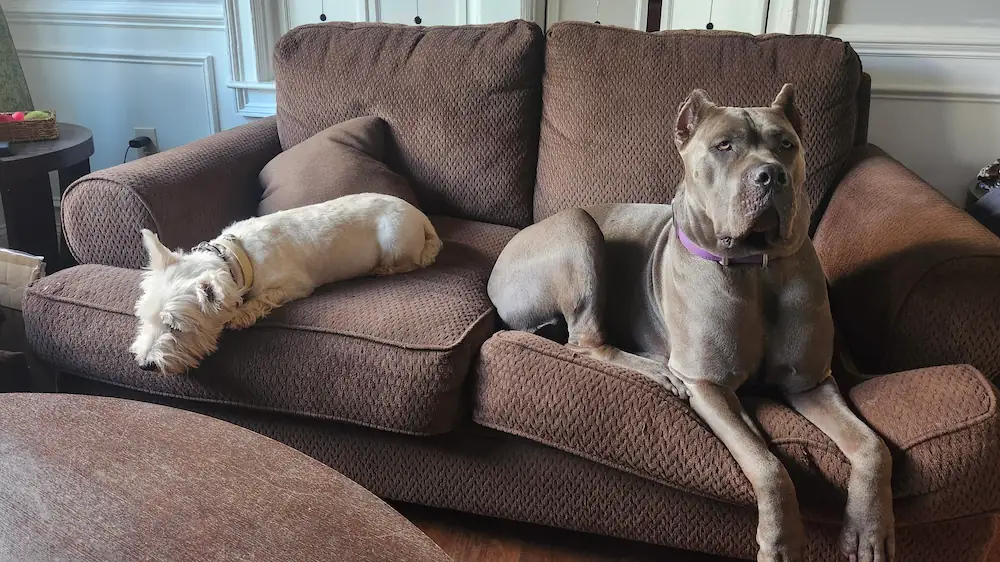 Calm dog settled on a place cot in a home environment