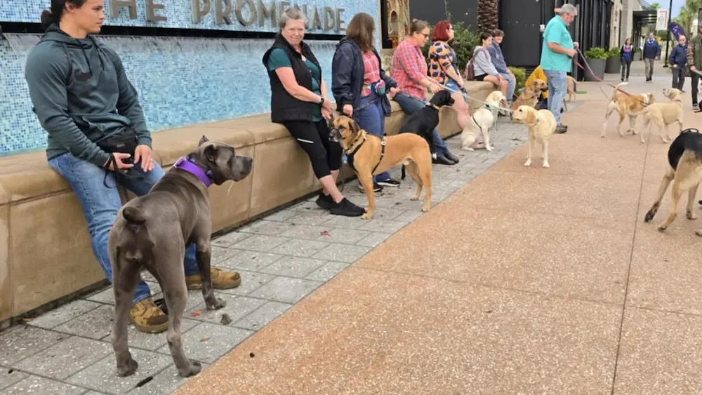 Trainer coaching a dog owner during a training session