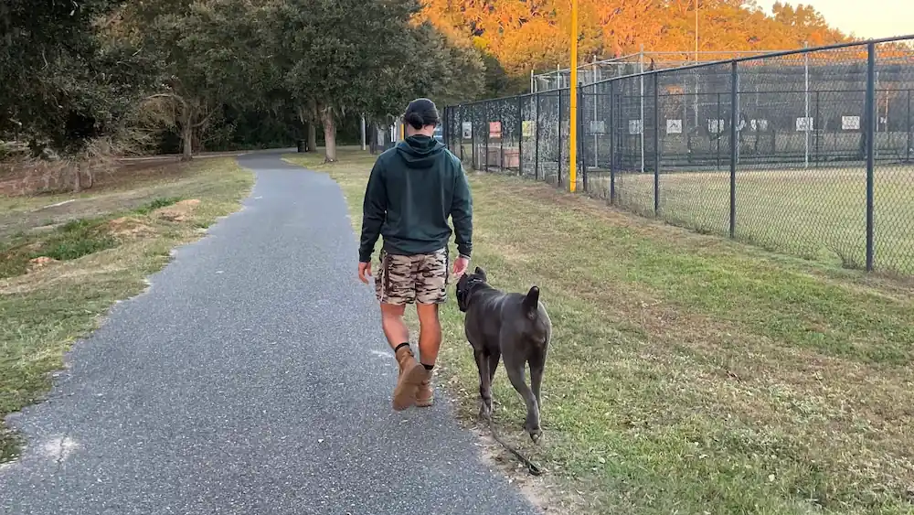 Dog walking off-leash with reliable recall at a park