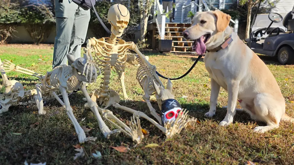 Dog heeling past distractions in a public space