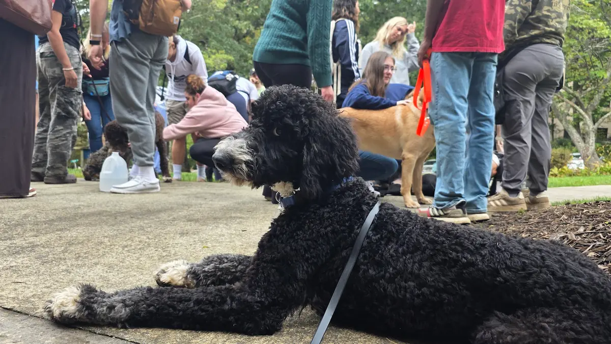 Professional dog trainer working with a dog during a training session